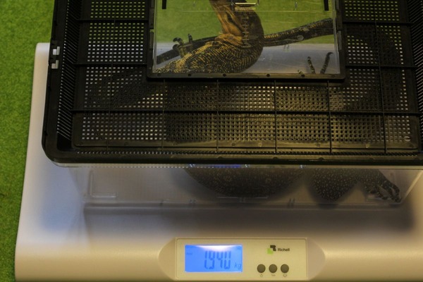 サルバトールモニターの体重、測定中です