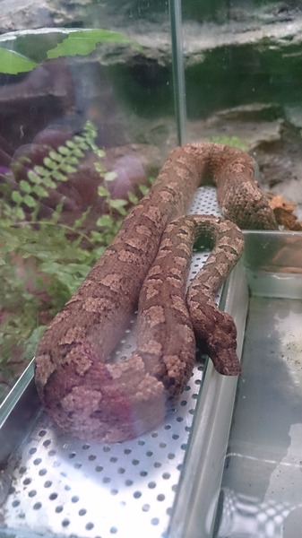 カリナータパシフィックボアです
