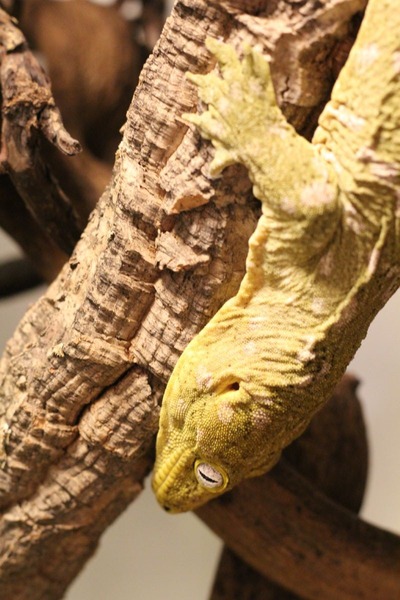 ツギオミカドヤモリ、おうさま