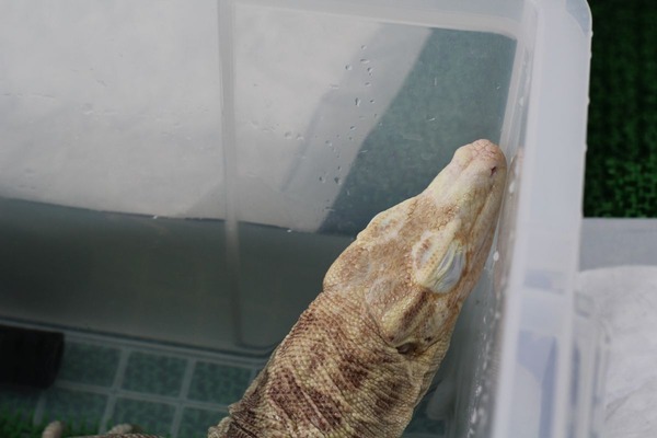 サルバトールモニターのアルビノ、顔色が悪く見えます