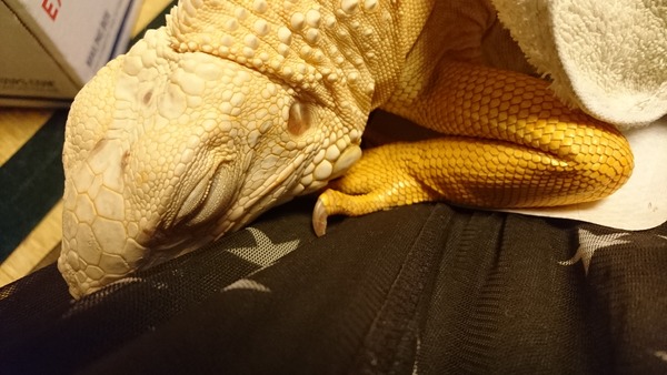 アルビノイグアナ、一緒に寝ようか