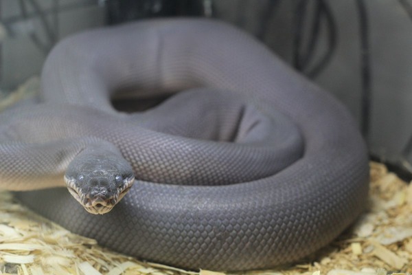 ティミカブラック、シルバータイプのメス、アルバーティスパイソンの脱皮前です