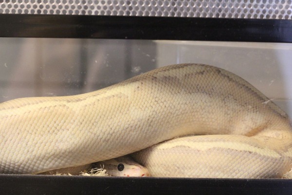 ボールパイソン「プーマ」が摂餌を開始しました3
