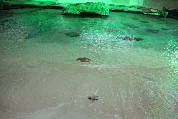 仔ガメ、砂浜にて