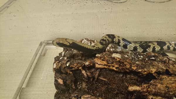 ミズコブラモドキの横顔です