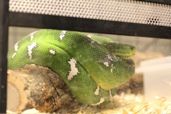 樹上のエメラルドツリーボアです