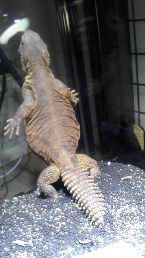 エジプトトゲオアガマ