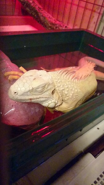 アルビノイグアナ、お風呂で寝ています