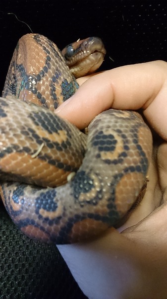 ブラジルレインボーボアは脱皮前です