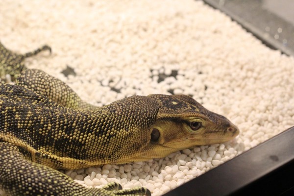 サルバトールモニター、険しい表情です