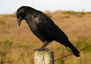 カラスがうるさくて雛がいる巣をぶっ壊したら復讐された