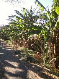 CA3E0055
