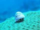 M0017750