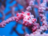 M0019810