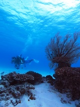 M0013610