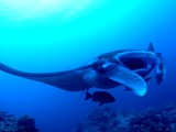 M0017728