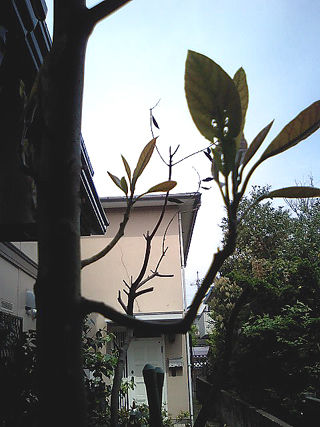 CA332217