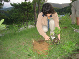 植樹3