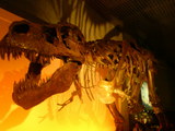 trex