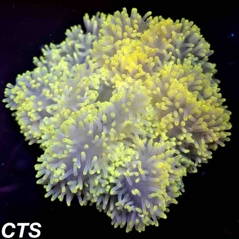 イボハタゴイソギンチャク エメラルドグリーン＆パープル 10cm