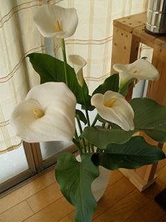 カラー