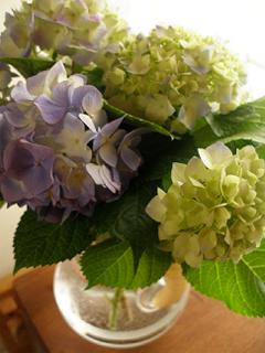 紫陽花