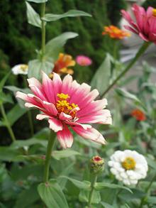 P9270057-w220