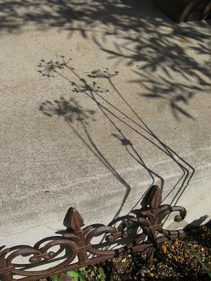 IMG_1389-w300