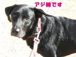 ¥¢¥¸Îý¡÷¶¯É÷¤Ç¤¹