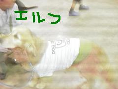 ¥¨¥ë¥Õ