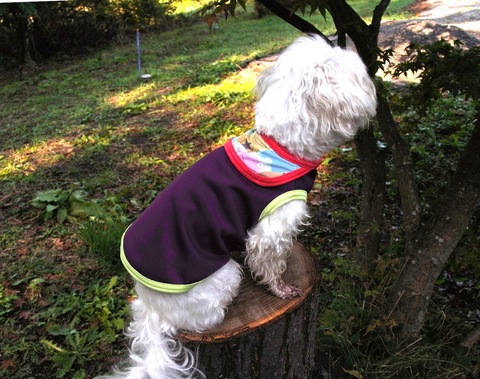 AWT265_purplegreen_inu1