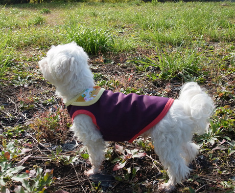AWT265_purpleorange_inu2
