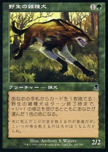 野生の雑種犬