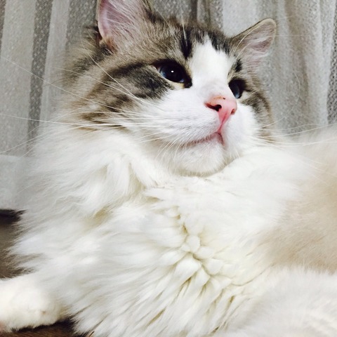 モニター