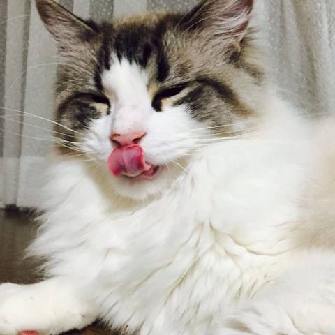 モニター