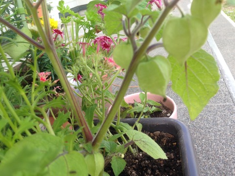 菜園