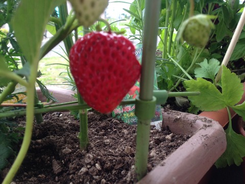 菜園