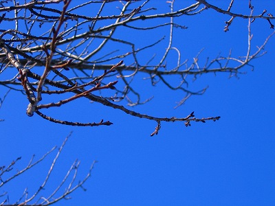 ºù¤Î¿·²ê2008ǯ2·î15Æü