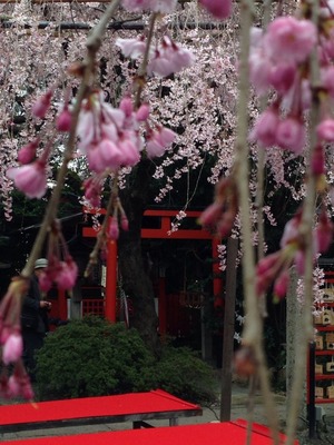 2014-sakura06