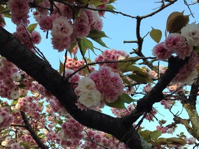 2014-sakura22