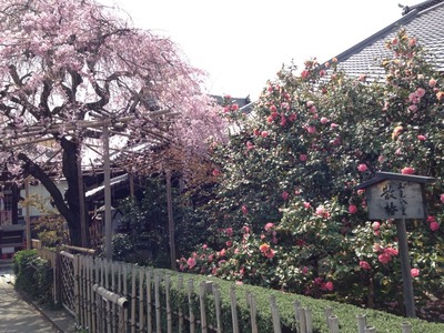2014-sakura11