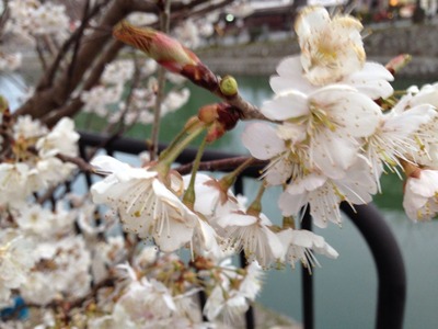 2014-sakura01