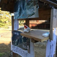 20160208-さる3