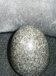 033b-mimurotoji-tamago