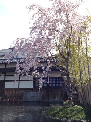 2014-sakura10
