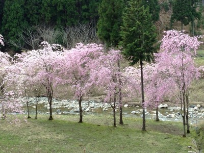 2014-sakura21
