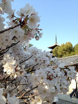 2014-sakura14