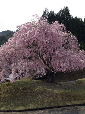 2014-sakura19