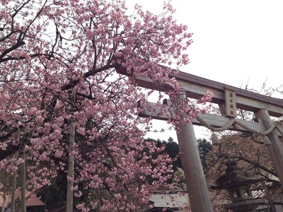 2014-sakura20