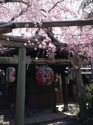2014-sakura08